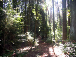 Niederholz